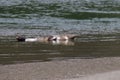 Alifornia. Seals are on the mouth of the Russian River